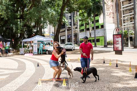 agility com cachorros praça carlos gomes em campinas carnaval pet carnauau '