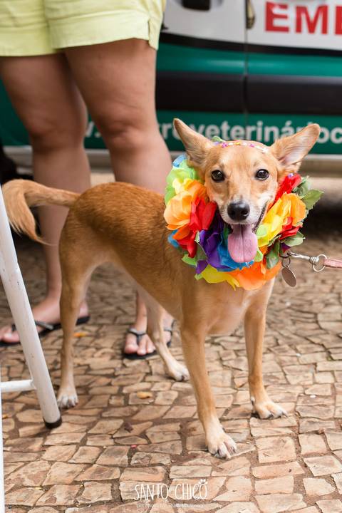 cachorro com colar havaiano em carnaval pet'