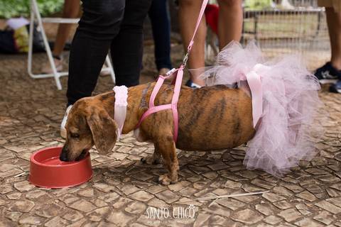 daushound com fantasia de bailarina em carnaval pet'