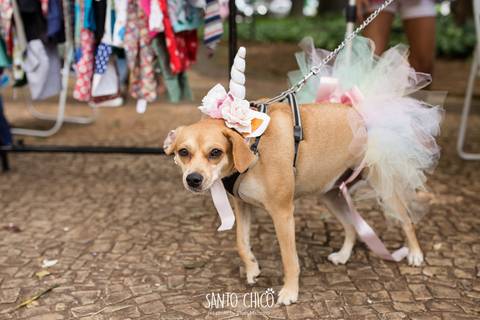 srd com fantasia de unicornio'