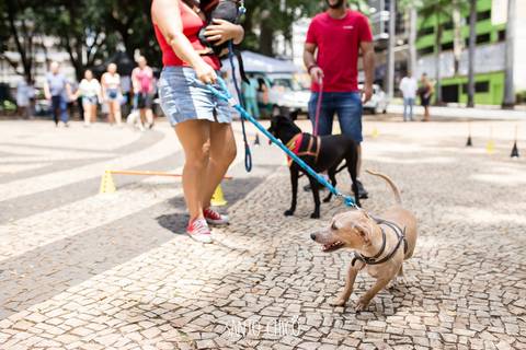 familia em agility com cachorros praça carlos gomes em campinas carnaval pet carnauau '