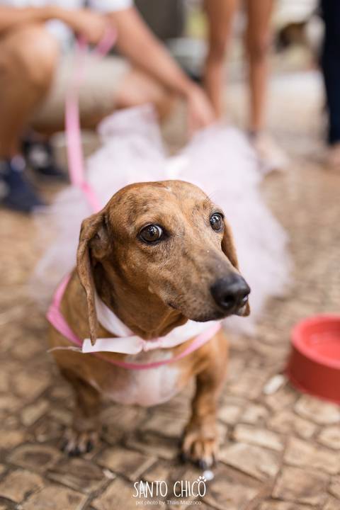 cachorra salsicha com fantasia de bailarina em carnaval pet'