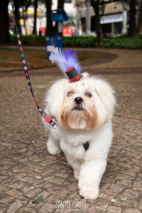 shitzu com acessorio de carnaval para cachorro'