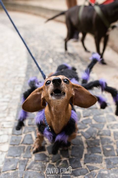 cachorro com fantasia de aranha'
