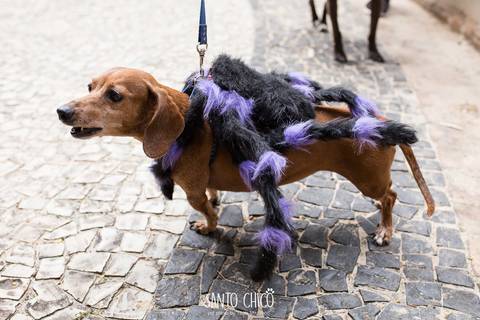 cachorro com fantasia de carnaval'