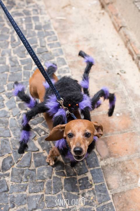 fantasia de halloween para pet em campinas'