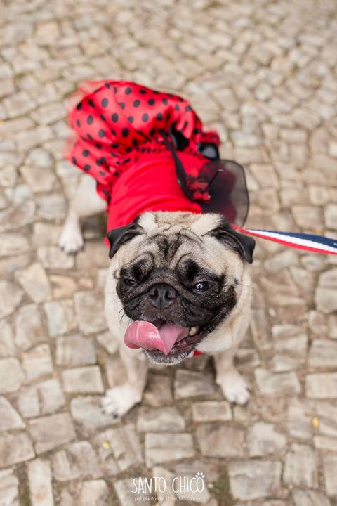 pug com fantasia de joaninha em carnaval pet em campinas'