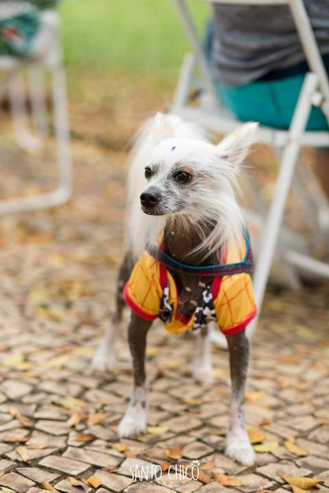 cao fantasiado de woody do toy story em carnaval pet'