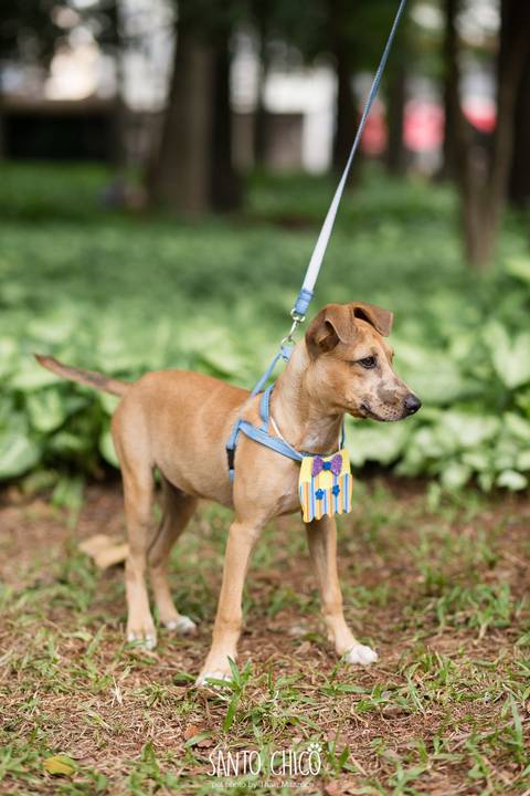 cachorro para adoção em campinas'