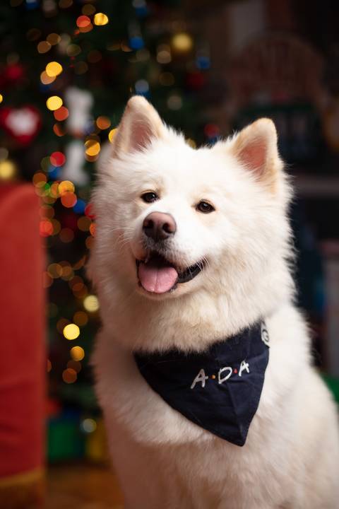 central perk natal 2021 friends ensaio pet fotografia animais cachorro gato animal serie warner netflix hbo arvore de natal enfeite '