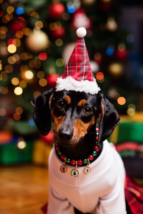 central perk natal 2021 friends ensaio pet fotografia animais cachorro gato animal serie warner netflix hbo arvore de natal enfeite '