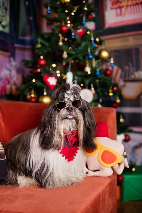 central perk natal 2021 friends ensaio pet fotografia animais cachorro gato animal serie warner netflix hbo arvore de natal enfeite '