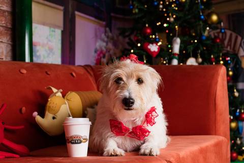 central perk natal 2021 friends ensaio pet fotografia animais cachorro gato animal serie warner netflix hbo arvore de natal enfeite '
