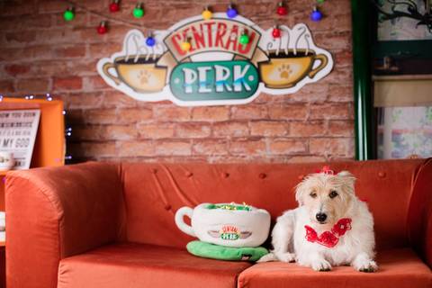 natal 2021 friends ensaio pet fotografia animais cachorro gato animal serie warner netflix hbo arvore de natal enfeite '