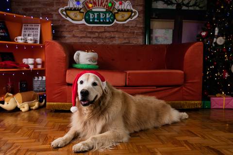 natal 2021 friends ensaio pet fotografia animais cachorro gato animal serie warner netflix hbo arvore de natal enfeite golden'