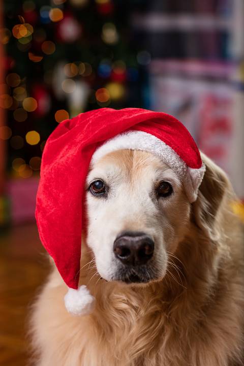 natal 2021 friends ensaio pet fotografia animais cachorro gato animal serie warner netflix hbo arvore de natal enfeite golden'