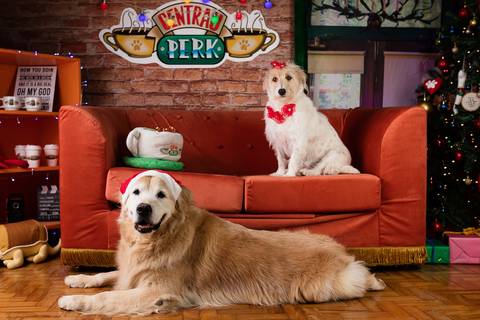 natal 2021 friends ensaio pet fotografia animais cachorro gato animal serie warner netflix hbo arvore de natal enfeite '