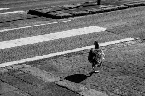 Reikiavik, Islandia'