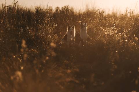 ENSAIO GESTANTE COM CACHORROS'