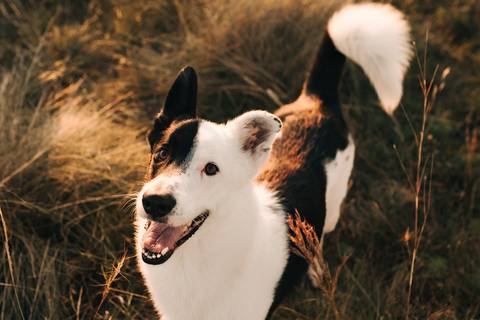 ENSAIO GESTANTE COM CACHORROS EM CAMPO'