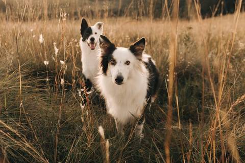 ENSAIO GESTANTE COM CACHORROS EM CAMPO'