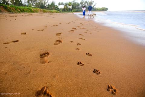 Lindo ensaio casal e namoro realizado em Praia Grande e Praia Formosa Aracruz por fotógrafos de casamento de vila velha fotógrafos de casamento de vitória fotógrafos de casamento de serra Espirito santo ES com Golden Retriever e cachorro'