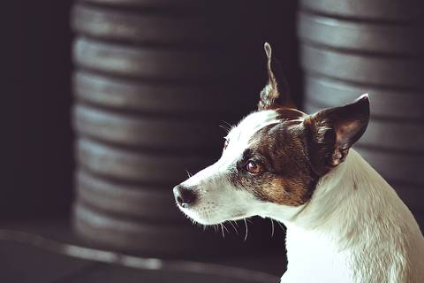 ensaio crossfit curitiba'