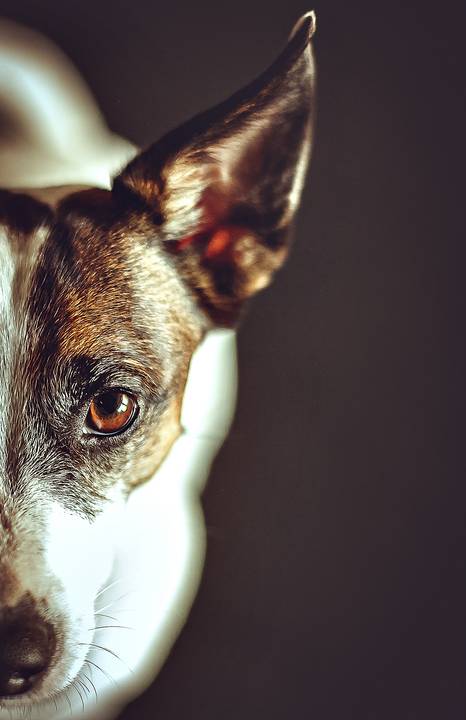 ensaio crossfit curitiba'