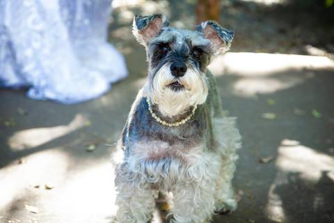 foto do cachorro da noiva no casamento, foto do pet da noiva, foto casamento gruta alphaville, foto casamento alphaville, foto casamento barueri'