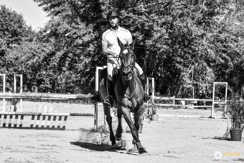 competição de cavalos '