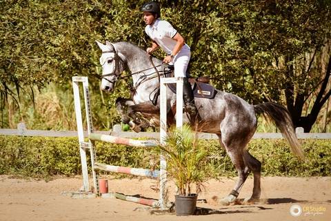 competição de cavalos '