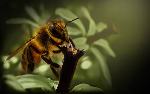 Diseño de autor-Natural
Maipú-Mendoza'