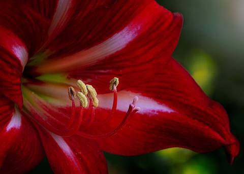 Diseño de autor-Flor
Maipú-Mendoza'