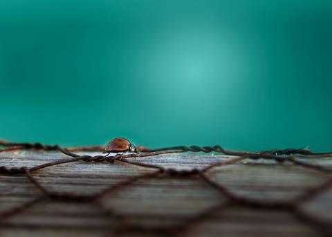 Diseño de autor-Natural
Maipú-Mendoza'