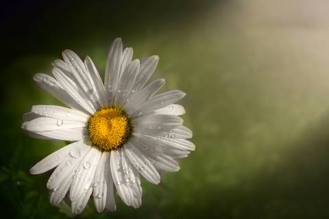 Diseño de autor-Flor
Maipú-Mendoza'