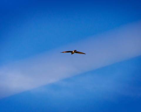 Diseño de autor-Natural
Maipú-Mendoza'