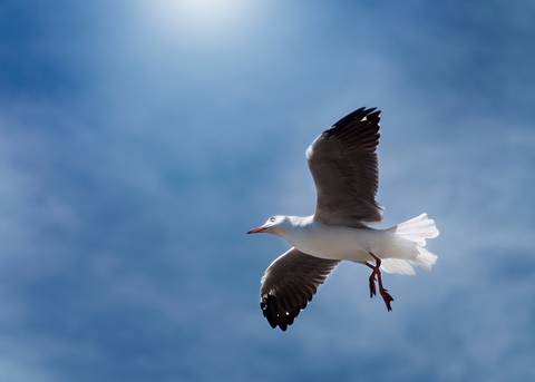 Diseño de autor-Natural
Maipú-Mendoza'