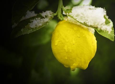 Diseño de autor-Natural
Maipú-Mendoza'
