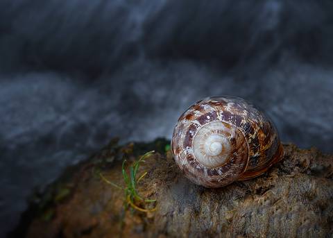 Diseño de autor-Natural
Maipú-Mendoza'