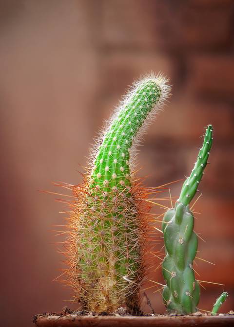 Diseño de autor-Natural
Maipú-Mendoza'