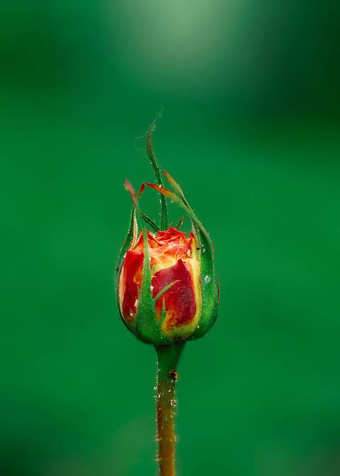 Diseño de autor-Flor
Maipú-Mendoza'
