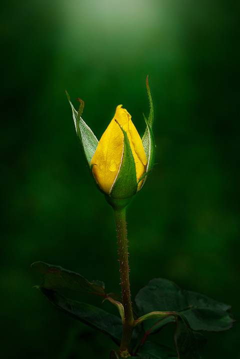 Diseño de autor-Flor
Maipú-Mendoza'