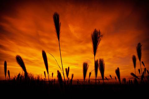 Diseño de autor-Paisaje
Maipú-Mendoza'