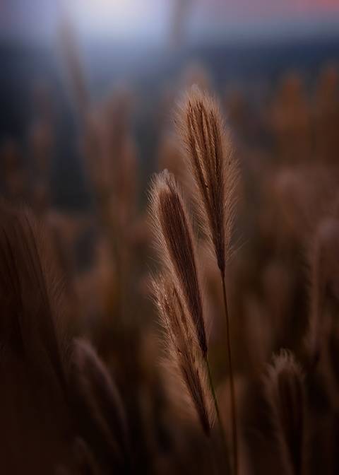 Diseño de autor-Natural
Maipú-Mendoza'