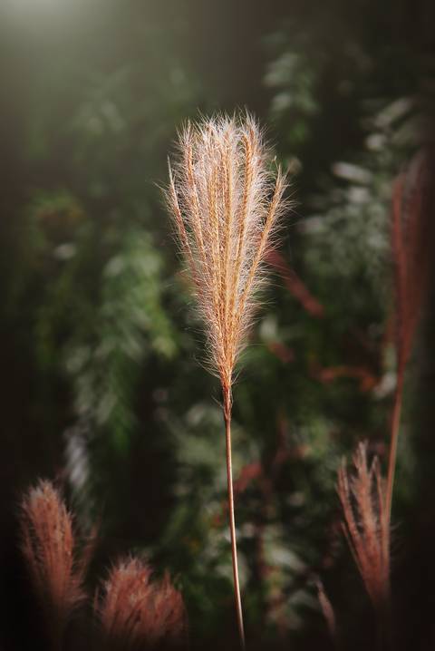 Diseño de autor-Natural
Maipú-Mendoza'