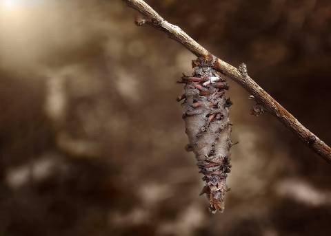 Diseño de autor-Natural
Maipú-Mendoza'
