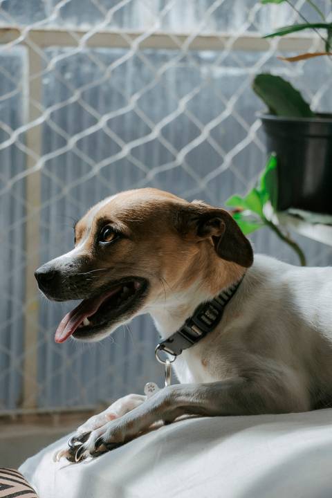 '
