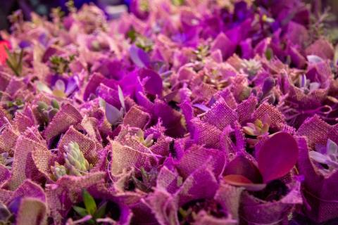 Detalhe de plantas suculentas que foram dadas como brinde de participação na reFestança Primavera25. (Ninfa Flores, São Paulo, Fotos Bruno Arita)'
