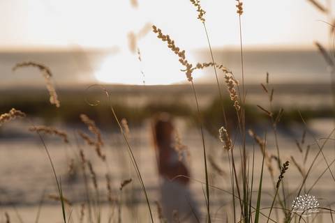 Detalhe de plantas da restinga com o sol ao fundo.'