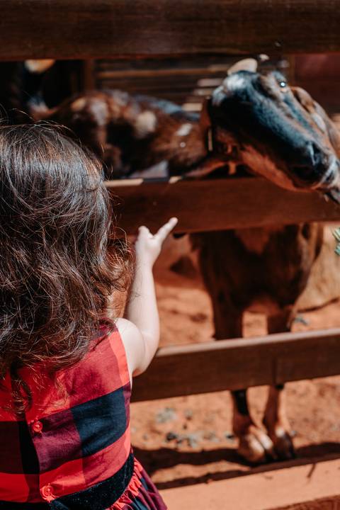 festa fazendinha infantil
'